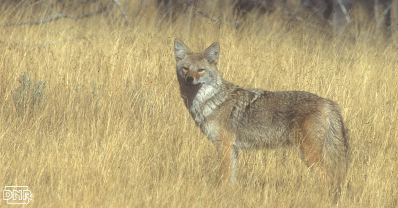 Coyotes can run as fast as 40 mph and more cool things you should know about coyotes | Iowa DNR